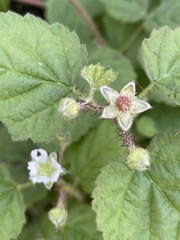 Rubus ursinus