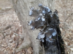 Parmotrema hypotropum