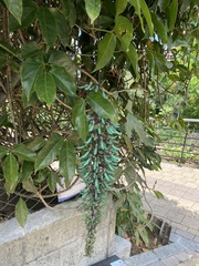 Strongylodon macrobotrys