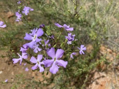 Jamesbrittenia grandiflora