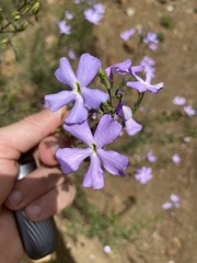 Jamesbrittenia grandiflora