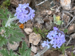 Glandularia gooddingii