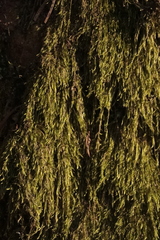 Fontinalis antipyretica