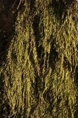 Fontinalis antipyretica