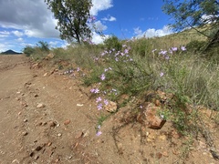 Jamesbrittenia grandiflora
