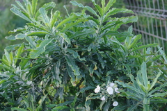 Convolvulus floridus
