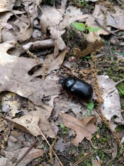 Xyloryctes jamaicensis