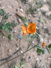Sphaeralcea coulteri