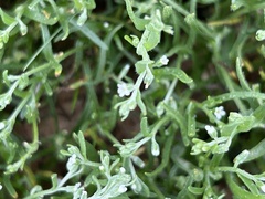 Pectocarya platycarpa