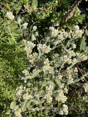 Pseudognaphalium biolettii