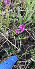 Polygala comosa