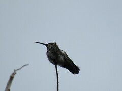 Anthracothorax prevostii