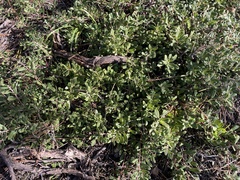 Arctostaphylos pumila