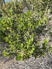 Baccharis pilularis