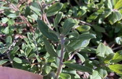 Arctostaphylos pumila