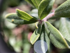 Arctostaphylos pumila