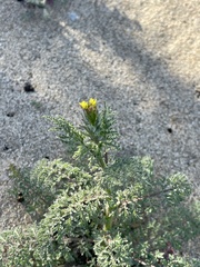 Camissoniopsis micrantha