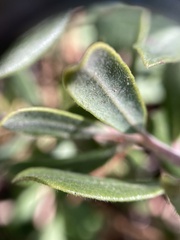 Arctostaphylos pumila