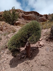 Ephedra