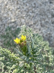 Camissoniopsis micrantha