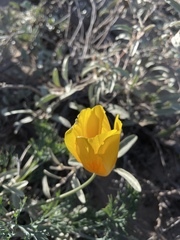 Eschscholzia californica