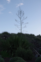 Furcraea selloana