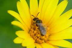 Lasioglossum