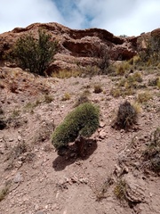 Ephedra