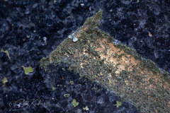 Scoliciosporum