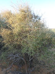 Image of Ouret coriacea