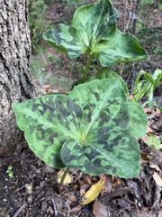 Trillium