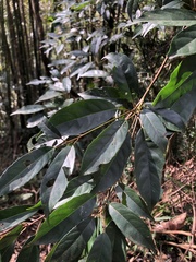 Elaeocarpus japonicus