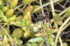 Cynanchum ellipticum