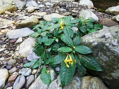 Balsaminaceae