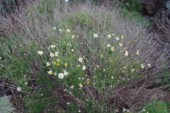 Argyranthemum frutescens image