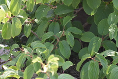 Leiocarpae