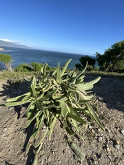 Dudleya caespitosa
