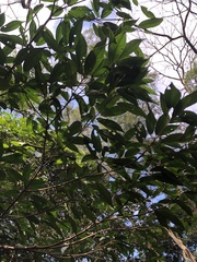 Elaeocarpus japonicus