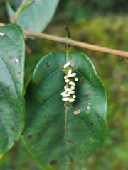 Limenitidinae