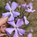 Jamesbrittenia grandiflora - Photo (c) Justin Rhys Nicolau, μερικά δικαιώματα διατηρούνται (CC BY-NC), uploaded by Justin Rhys Nicolau