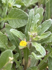 Camissoniopsis micrantha