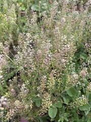 Lepidium nitidum