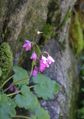 Primula matthioli