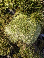 Leucobryum glaucum