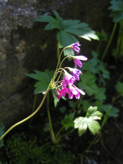 Primula matthioli