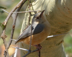 Sylvietta rufescens pallida
