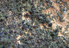 Scoliciosporum