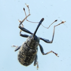 Dorytomus longimanus