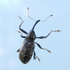 Dorytomus longimanus