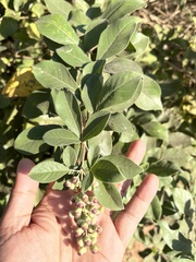 Angiospermae